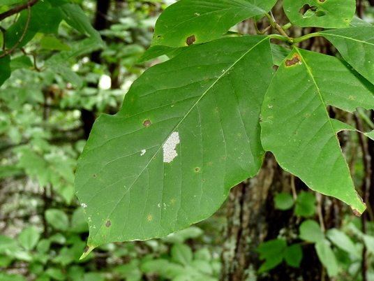 {Nyssa sylvatica}